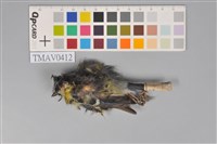 藏品(青背山雀)的圖片